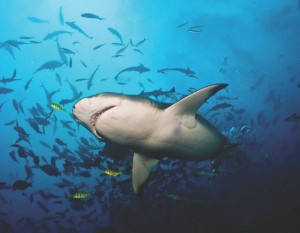 Lemon Shark by Brigitte Dewhirst