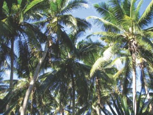 Coconut trees