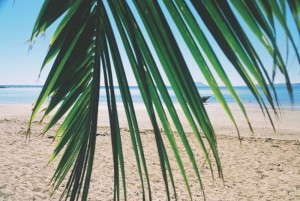 Yadua Taba - palm