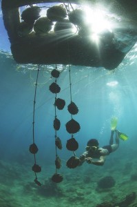 Pearl oyster & snorkeller - Justin Hunter Fiji Pearls