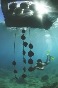 Pearl oyster & snorkeller - Justin Hunter Fiji Pearls