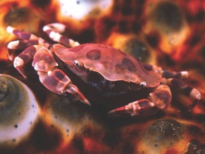 Holothurian crabby by Cat Halloway