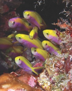 Pseudanthias by Cat Halloway