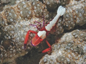 Emperor shrimp by Cat Halloway