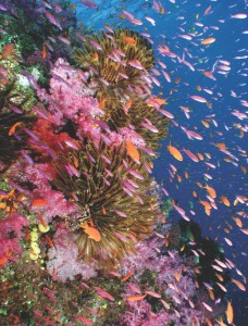 Coral & crinoids by Cat Halloway