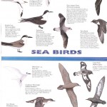 Birds of Fiji