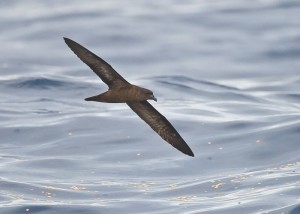 Fiji Petrel