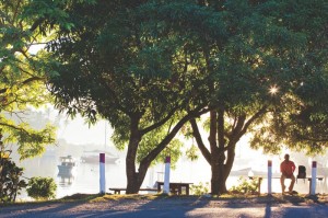 Savusavu trees by Tor Johnson