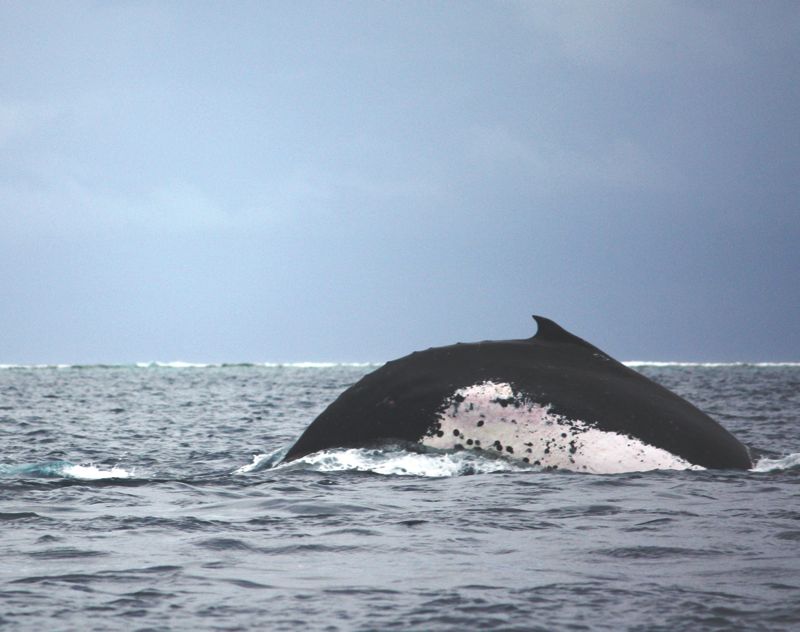 Humpback Whale