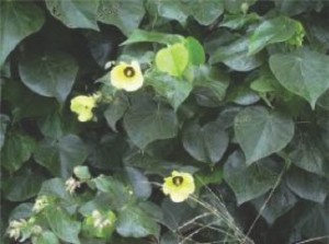 Beach Hibiscus