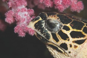 Sam's Turtle