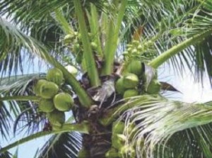 Coconut