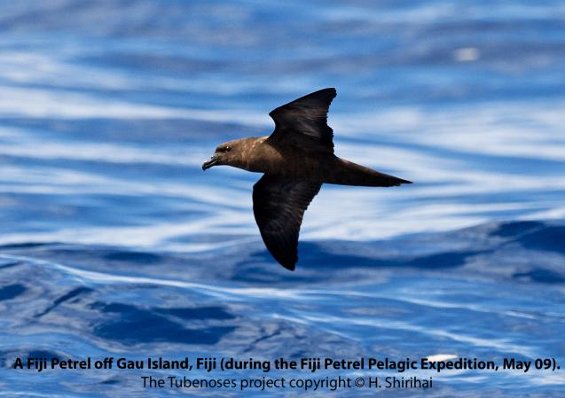 Fiji Petrel - Hadoram Shirihai