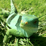 Fiji iguana