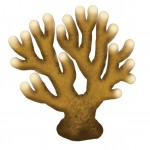 Fire Coral