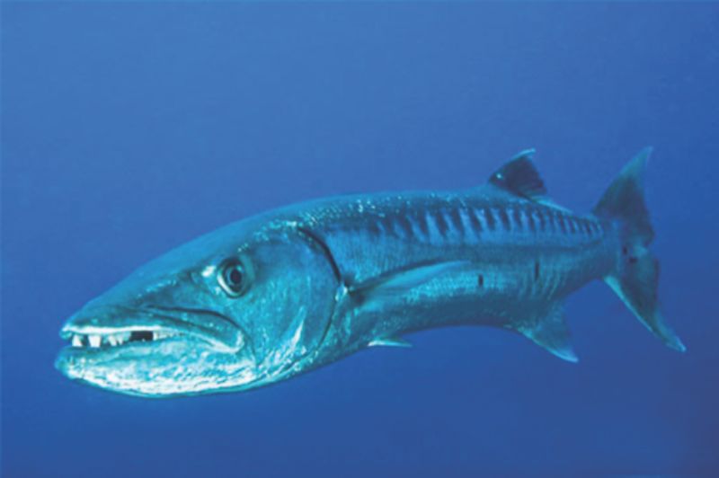 Fiji Fish Identification Chart