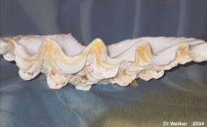 Giant Clam Shell
