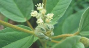 Croton capitatus (goat weed)