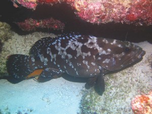 A gravid grouper - note swollen belly.