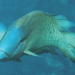Humphead wrasse