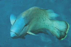 Humphead wrasse