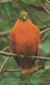 Orange Dove by Joerg Kretzschmar (NatureFiji-MareqetiViti)