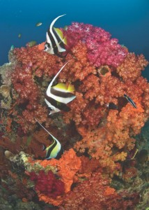 Namena Marine Reserve ©Lill Haugen
