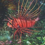 Lionfish