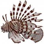 Lionfish