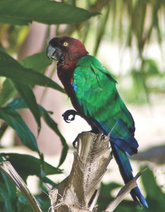 Red Shining Parrot by Michael Howard