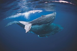 2 whales in Fiji's Pristine waters