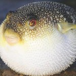 Puffer fish