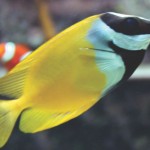 Rabbitfish