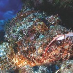 Scorpion Fish by James Watt