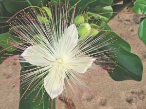 Sea Poison Flower