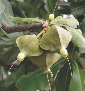 Sea Poison (Barringtonia asiatica)