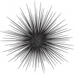Sea urchin