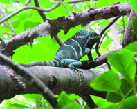 Iguana by Stacy Jupiter