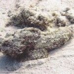 Stonefish