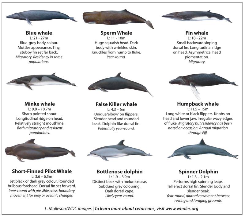 Species Of Whales