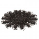 Crown of Thorns