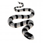 Fiji’s Banded Sea Krait