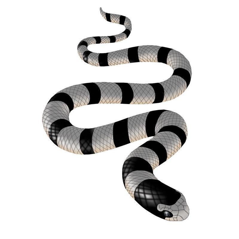 Collection 91+ Images black and white striped sea snake Full HD, 2k, 4k