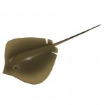 Stingray