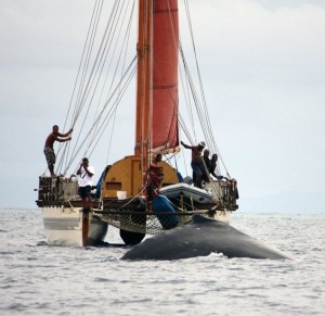 Whale and dolphin monitoring project for Fiji
