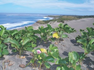 Sigatoka Sand Dunes National Park 2