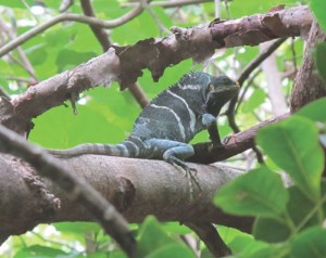 Iguana