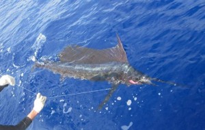 Sailfish