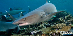 Sharks
