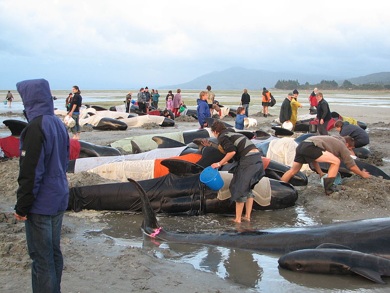 Whale Strandings